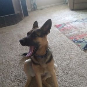 Meet your Posher, Jake